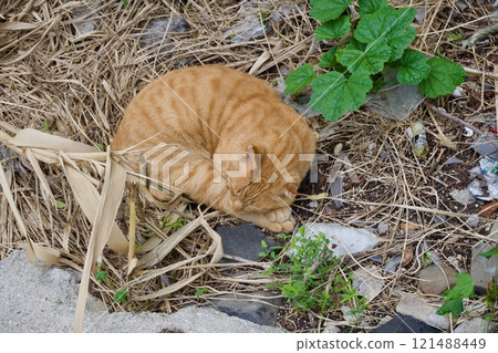 Stray cat with tiger pattern Stray cat with tiger pattern 121488449