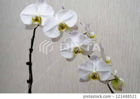純白蝴蝶蘭特寫 純白蝴蝶蘭特寫 121488521