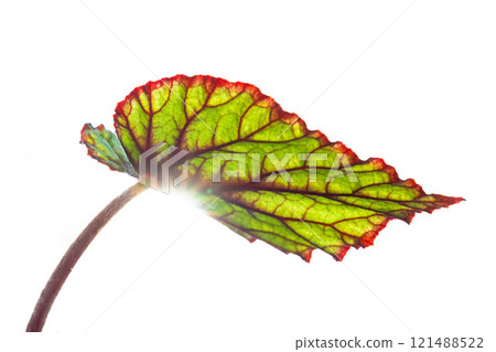 辦公室陽光下的秋海棠 121488522