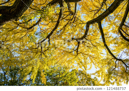 Autumnal leaves ginkgo tree Autumnal leaves ginkgo tree 121488737