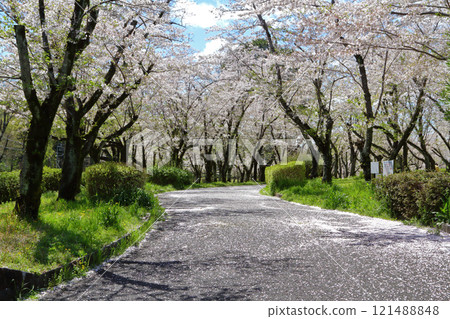 名古屋市和平公園櫻花 121488848