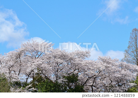 名古屋市和平公園櫻花 121488859