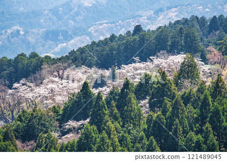 From Mt. Takao, Tokyo, Icchodaira Senbonzakura, Hikagezawa Forest Road 121489045