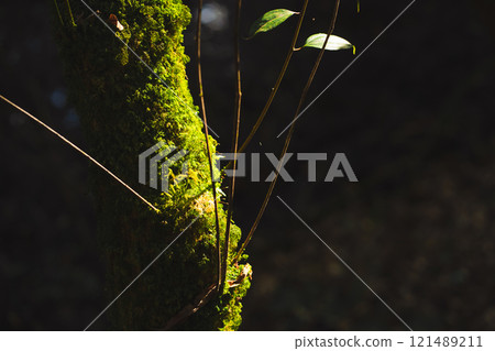 travel and people activity concept with hiking in tropical forest on mountain 121489211