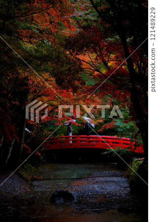 Enshu Morimachi Oguni Shrine: Red bridge and autumn leaves 121489229