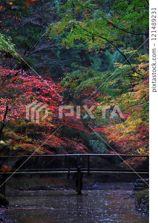 Enshu Morimachi Oguni Shrine: Autumn leaves reflected in the pond 121489231