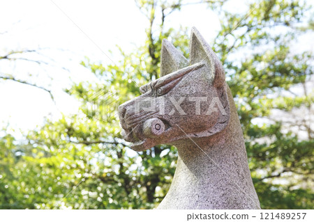 A fox holding a scroll in its mouth, enshrined at Inari Shrine A fox holding a scroll in its mouth, enshrined at Inari Shrine 121489257