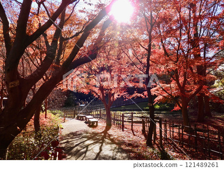 A special seat for viewing autumn leaves 121489261
