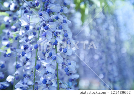 Blue wisteria flower Blue wisteria flower 121489692