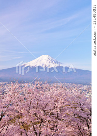 Spring Fuji in Japan and cherry blossoms 121490015