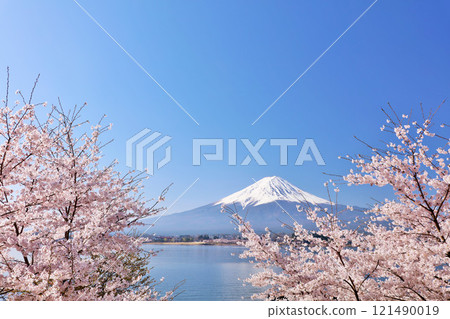 Spring Fuji in Japan and cherry blossoms 121490019