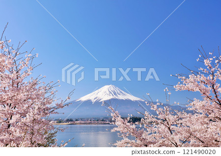 Spring Fuji in Japan and cherry blossoms 121490020