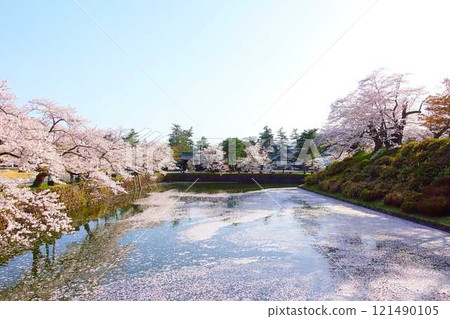 Cherry blossoms in full bloom, Hanaikada, Matsugasaki Park, Sakura, Yoshino cherry blossoms 121490105