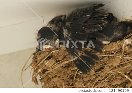 燕窩 4 小雞初夏自然 121490109