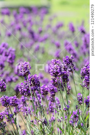 Lavender, blue-purple flowers, early summer 121490279
