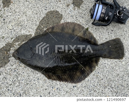 Black-headed flounder Hokkaido Black-headed flounder Hokkaido 121490697
