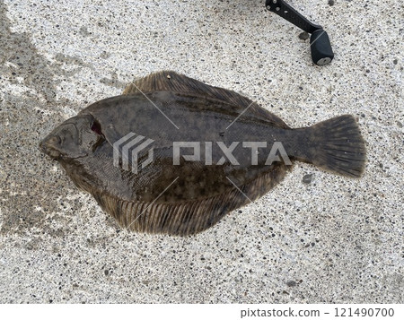 Black-headed flounder Hokkaido 121490700
