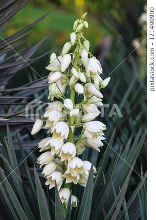 Yucca is a tree-like evergreen plant of the Agave family of asparagus Yucca is a tree-like evergreen plant of the Agave family of asparagus 121490900