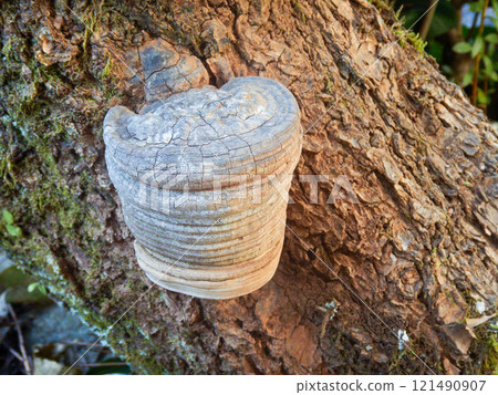 美麗的重疊鋸鰩 美麗的重疊鋸鰩 121490907