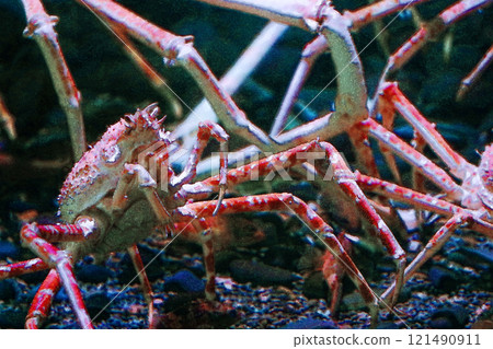 A group of giant spider crabs crawling along the ocean floor (illustration-style retouched and color-processed image) A group of giant spider crabs crawling along the ocean floor (illustration-style retouched and color-processed image) 121490911