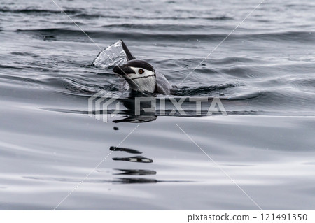 Swimming and Jumping Penguins among the Antarctic Sea Ice 121491350