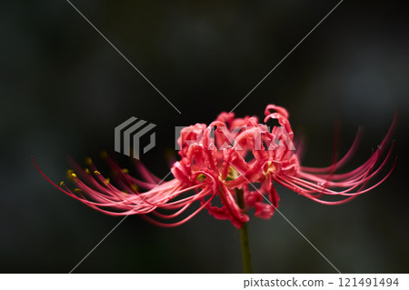 red spider lily red spider lily 121491494