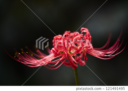 紅蜘蛛百合 121491495