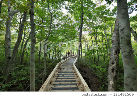 青森縣蔦溫泉散步道～蔦沼沼澤路 121491509