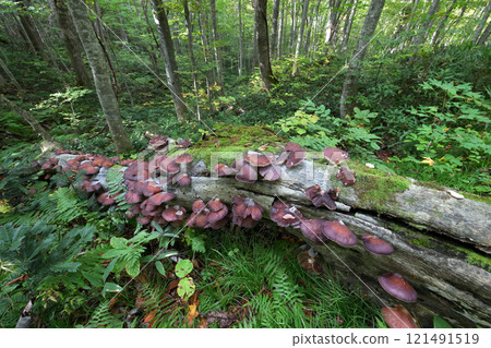 A mushroom found on the path around the swamps at Tsuta Onsen in Aomori Prefecture 121491519