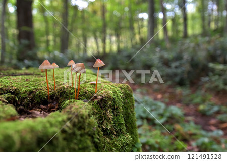 A mushroom found on the path around the swamps at Tsuta Onsen in Aomori Prefecture 121491528