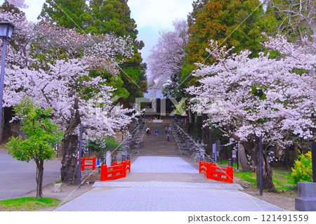 Sendai Toshogu Shrine and cherry blossoms in full bloom 121491559
