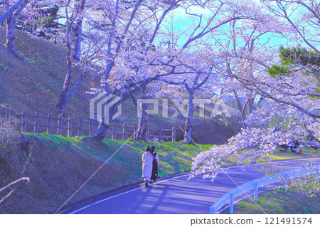 Refreshing blue sky and rows of cherry blossom trees in full bloom 121491574