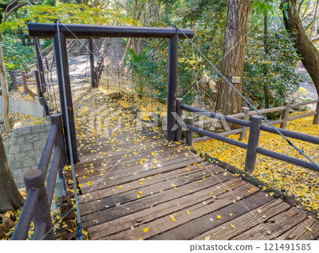 A park scene in late autumn: A suspension bridge with defoliated ginkgo trees (Satomi Park, Ichikawa City, Chiba Prefecture) 121491585