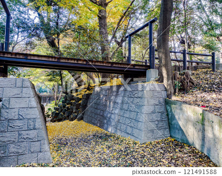 A park scene in late autumn: A suspension bridge with defoliated ginkgo trees (Satomi Park, Ichikawa City, Chiba Prefecture) 121491588