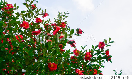 A cluster of winter camellias shining against the blue sky 121491596
