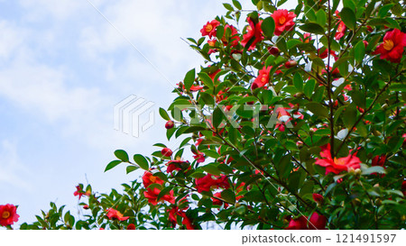 A cluster of winter camellias shining against the blue sky 121491597
