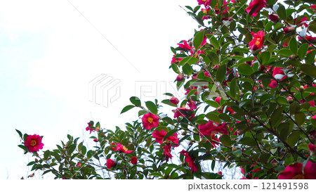 A cluster of winter camellias shining against the blue sky 121491598