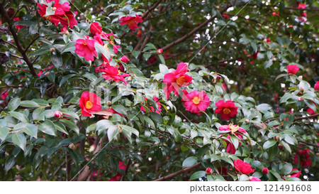 粉紅色的山茶花簇 粉紅色的山茶花簇 121491608