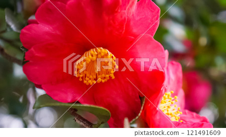 The vibrant pink of winter camellias 121491609