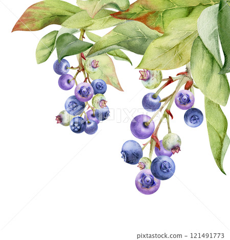 Blueberry blackberry cluster group with green leaves foliage on branch, hand drawn in watercolor, ripe forest berry. Isolated botanical illustration, for restaurant, dessert cafe menu, farmers market 121491773