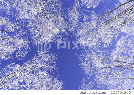 嚴冬時節，霧峰高原的樹木在清晨的陽光下閃閃發光 121491800