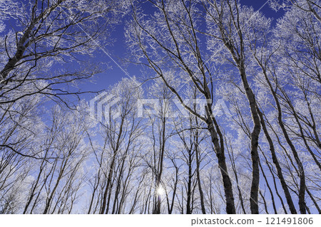 The frost-covered trees sparkling in the morning sun on the Kirigamine Plateau in the harsh winter 121491806