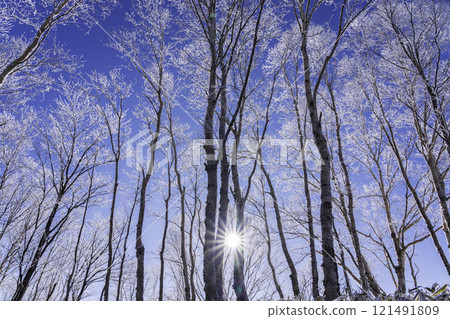 The frost-covered trees sparkling in the morning sun on the Kirigamine Plateau in the harsh winter 121491809