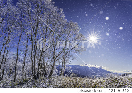 嚴冬時節，霧峰高原的樹木在清晨的陽光下閃閃發光 121491810