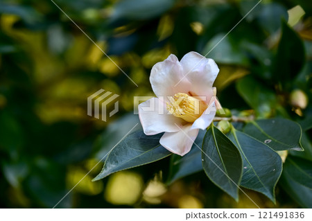 White camellia flowers were blooming 121491836