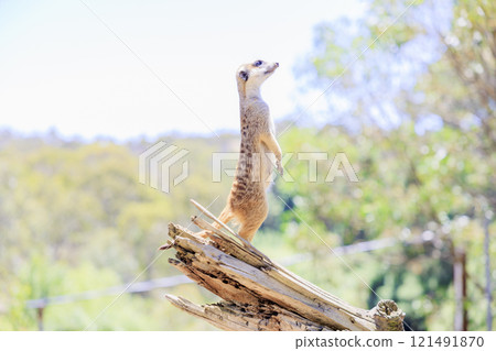 A meerkat keeps watch from a vantage point 121491870