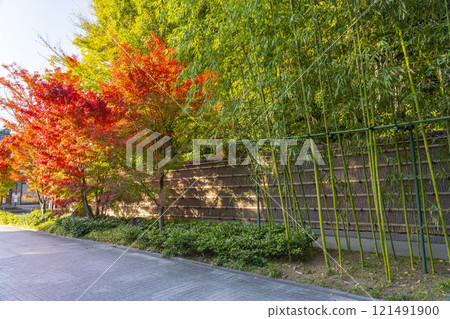 京都、鮮紅的楓樹和豐國廟的參道（恩名坂） 121491900