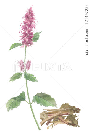 Watercolor paintings of patchouli, huang xiang, and cuckoo 121492232