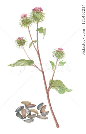 牛蒡花和牛蒡畫水彩 121492234
