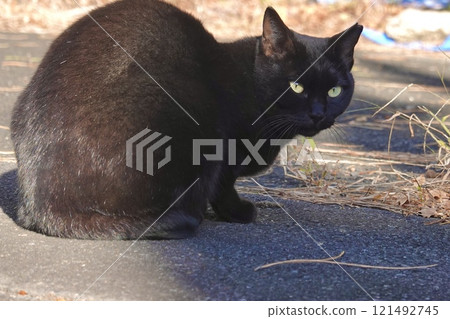 Smart black cat Smart black cat 121492745